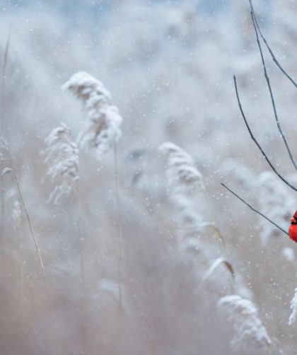 Pielęgnacja włosów w zimie - domowe sposoby na zdrowie i blask