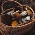 Leśna moda – co założyć na wyprawę po grzyby?
